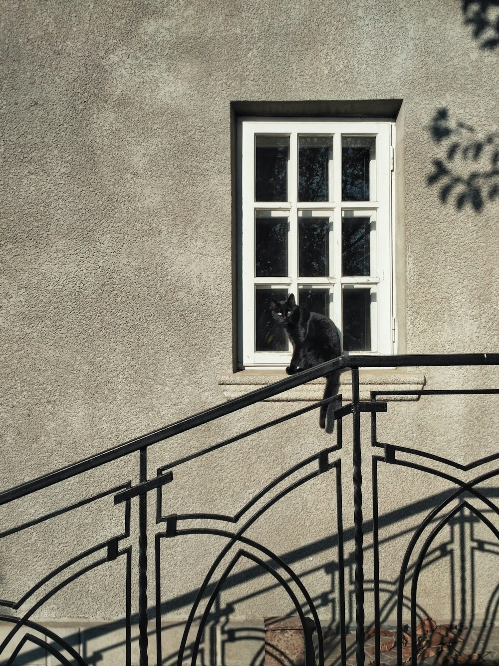 black cat on black metal fence