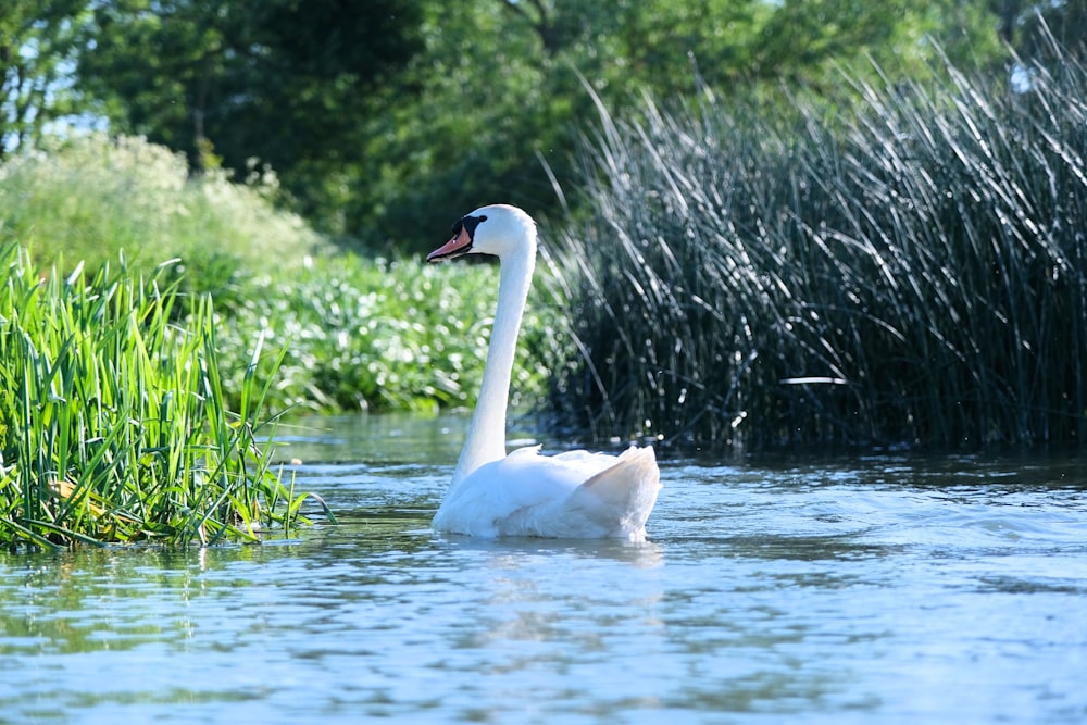 white swan on water during daytime