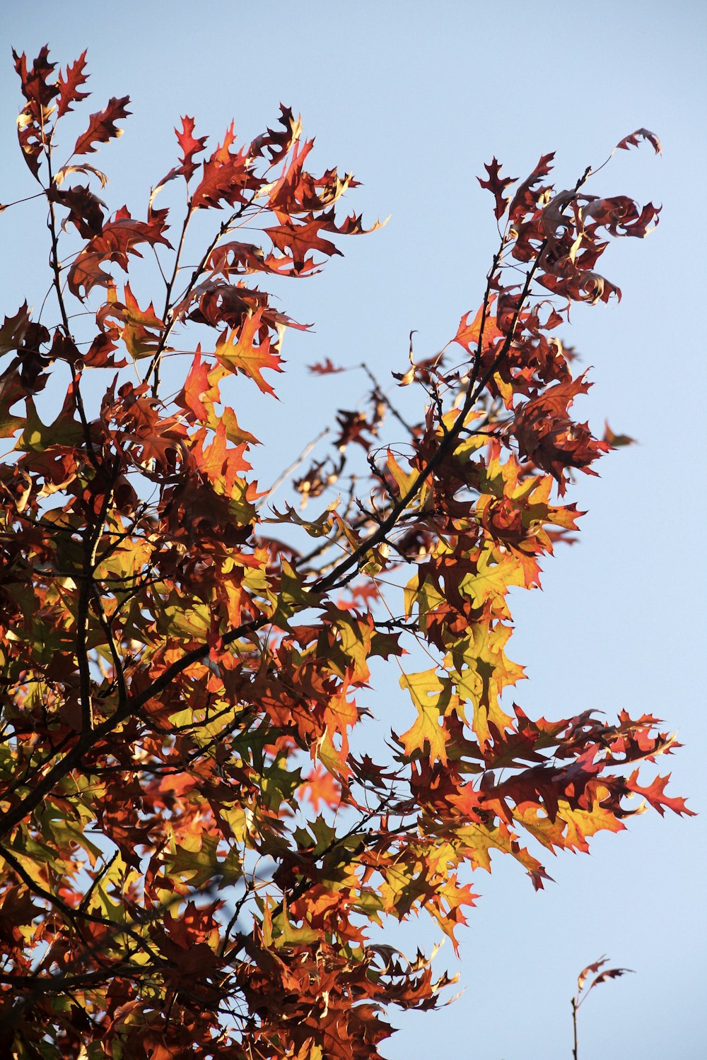 brown and green leaves tree under blue sky during daytime