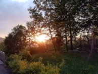 A serene outdoor shot of golden hour light filtering through trees, perfect for storytelling.