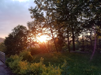 A serene outdoor shot of golden hour light filtering through trees, perfect for storytelling.