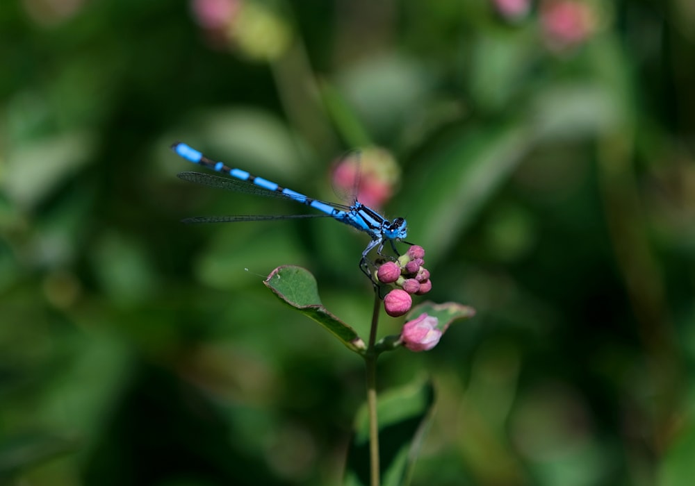 libellula blu e nera appollaiata su fiore viola in primo piano fotografia durante il giorno