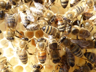 Close-up of bees clustered on a honeycomb inside a natural hive.