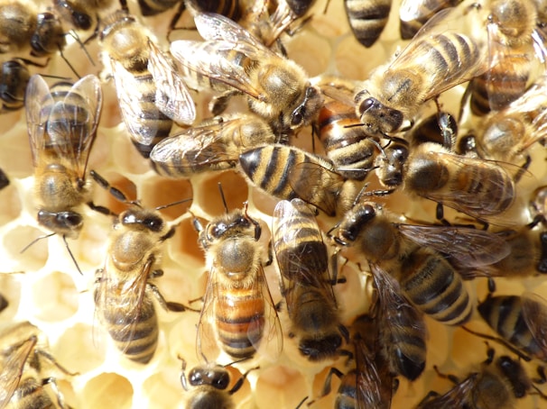 Close-up of bees clustered on a honeycomb inside a natural hive.