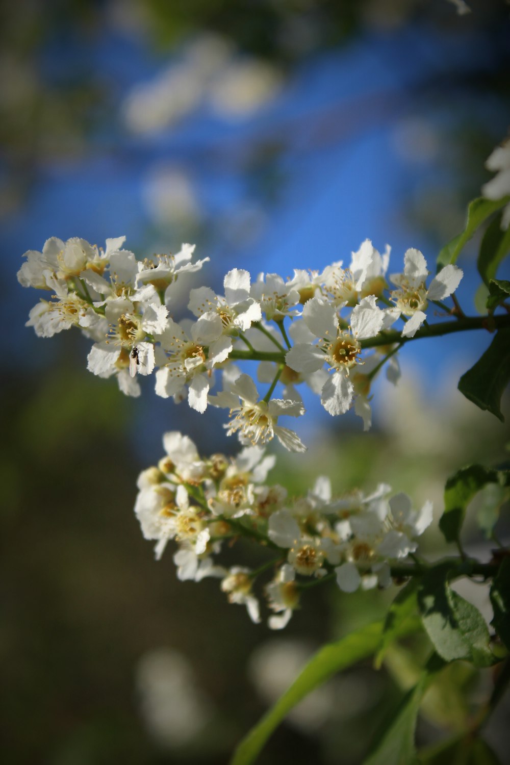 Weiße Kirschblüte blüht tagsüber