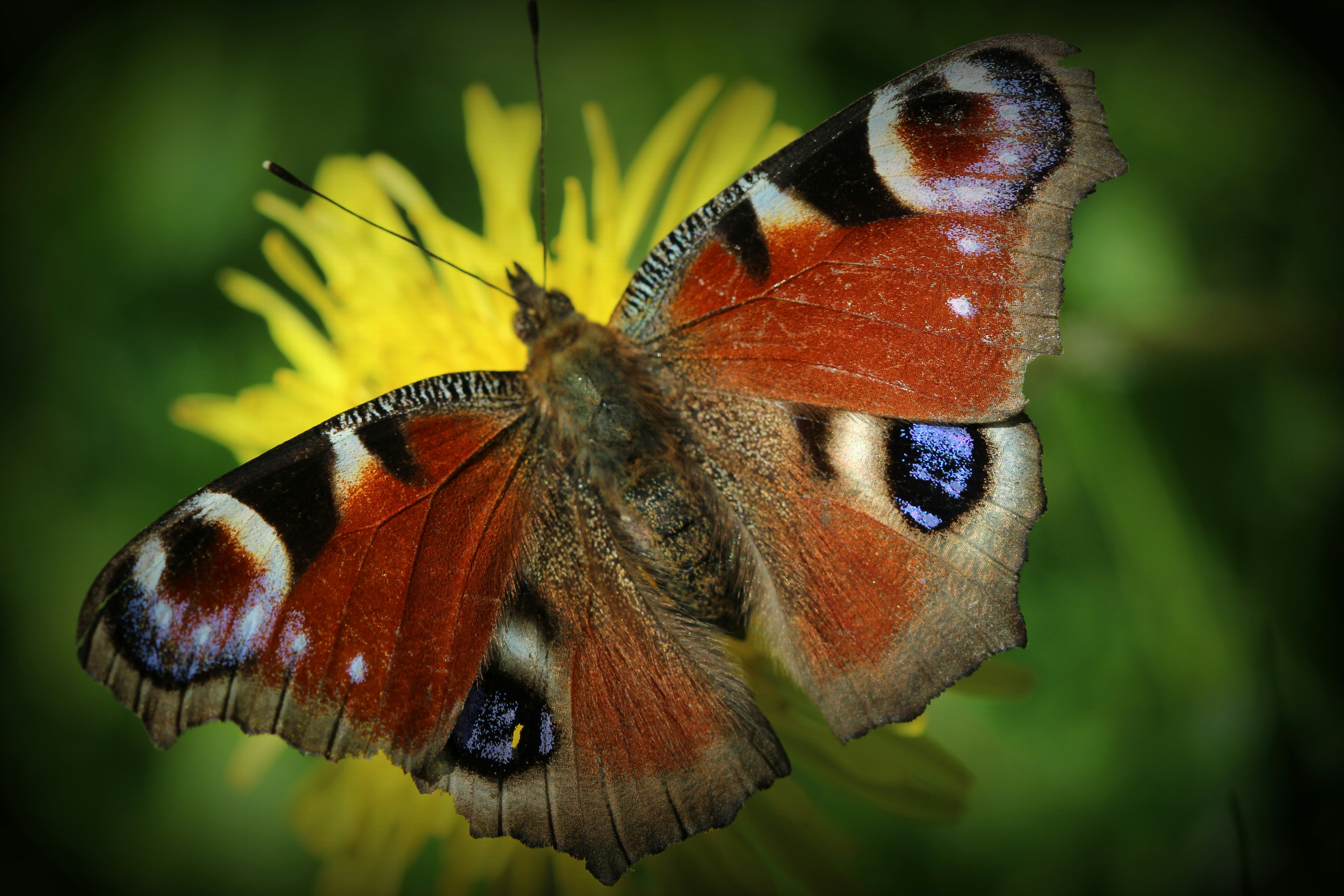 peacock butterfly perched on yellow flower in close up photography during daytime