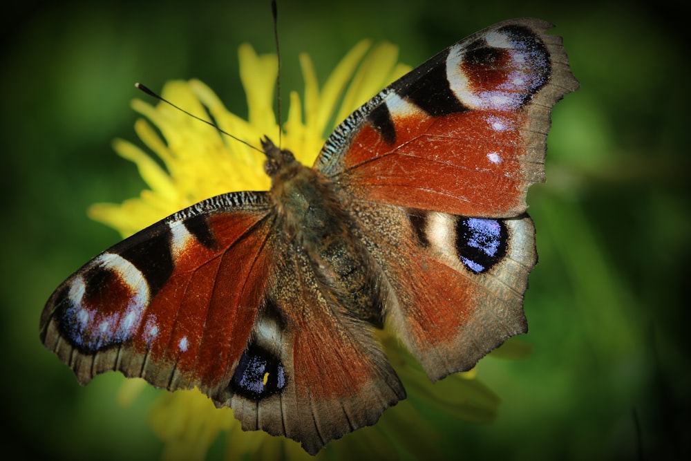 mariposa pavo real posada sobre una flor amarilla en una fotografía de cerca durante el día