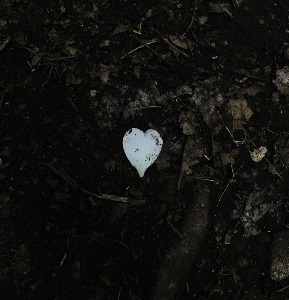 white heart shaped ornament on black soil