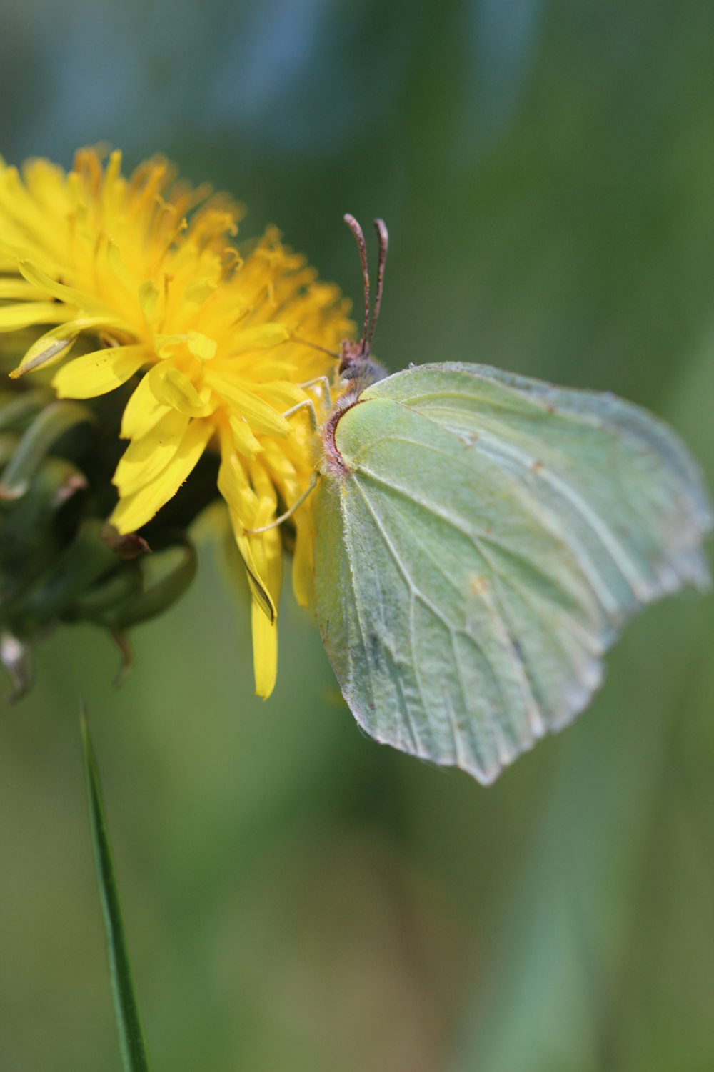 Gelber Schmetterling sitzt tagsüber auf gelber Blume in Nahaufnahmen