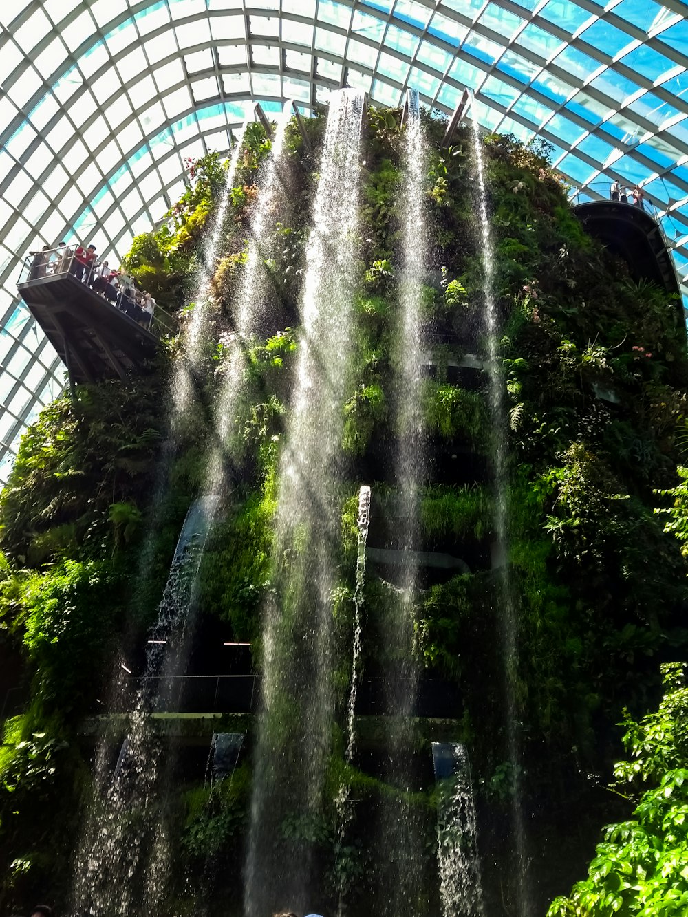 green trees inside glass building