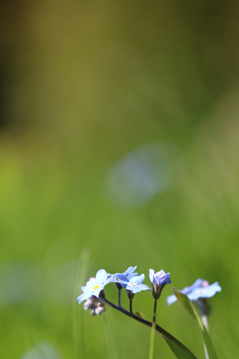 fleur violette dans une lentille à bascule