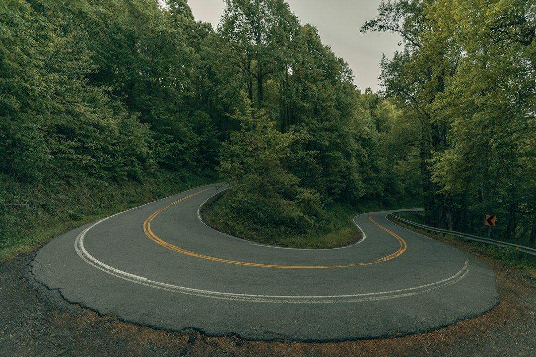 gray asphalt road in between green trees during daytime
