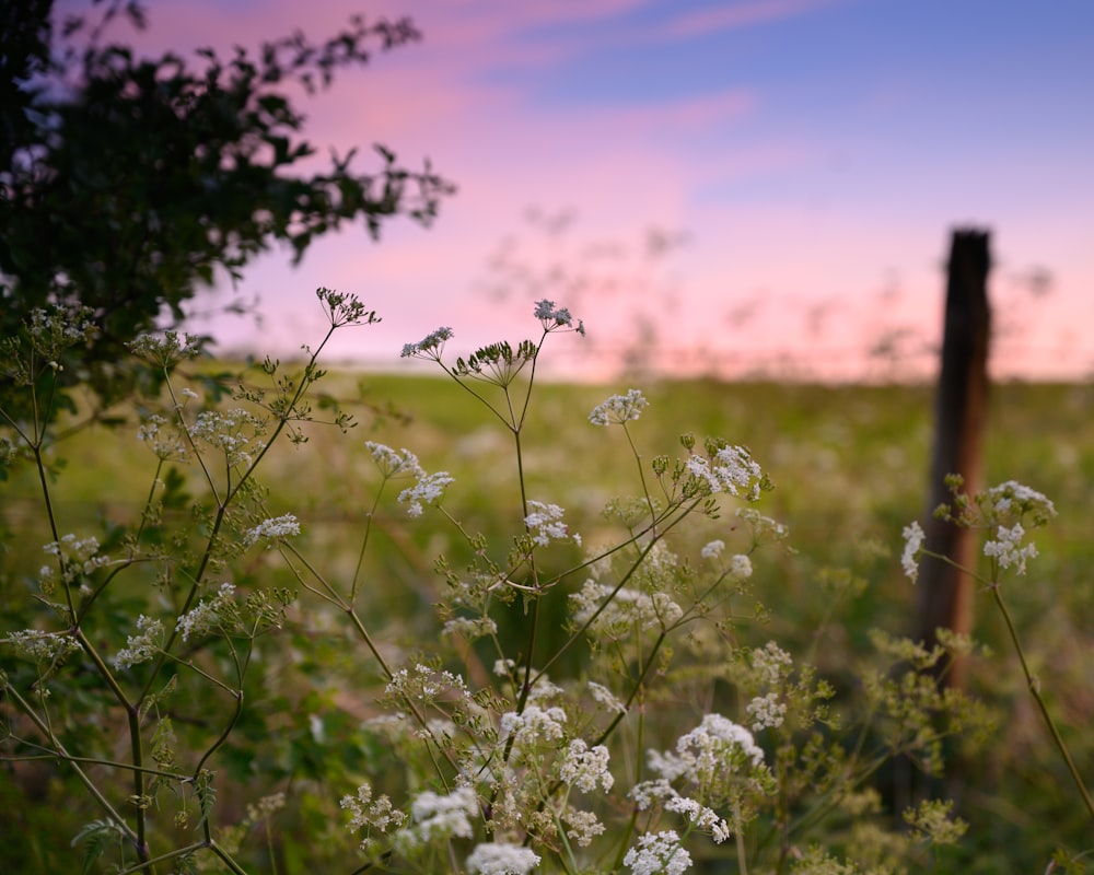 white flower field during daytime