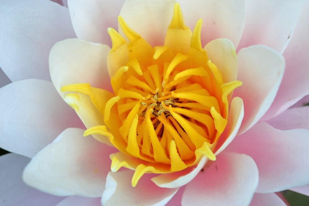 yellow and white flower in close up photography