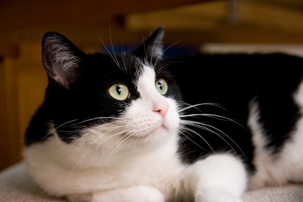 black and white cat on brown wooden table