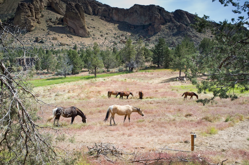 herd of horses on brown field during daytime