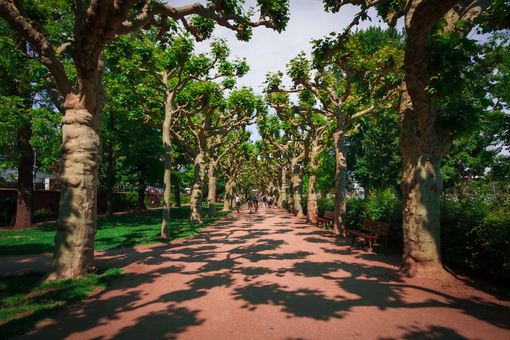 brown pathway between green trees during daytime