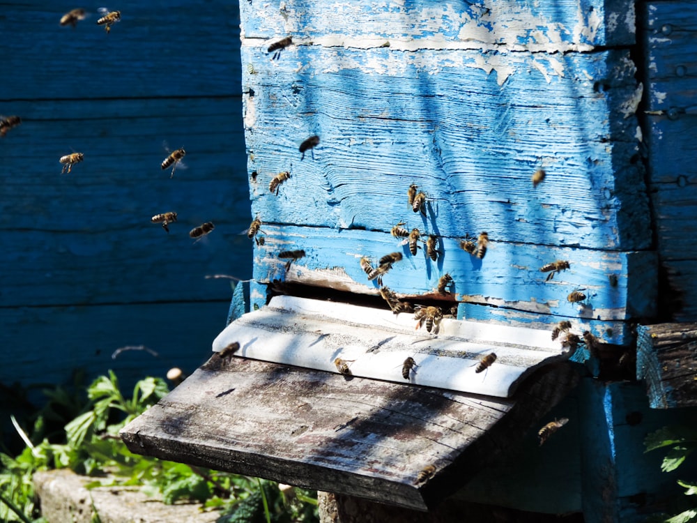 brown and black bee on blue and white wooden board