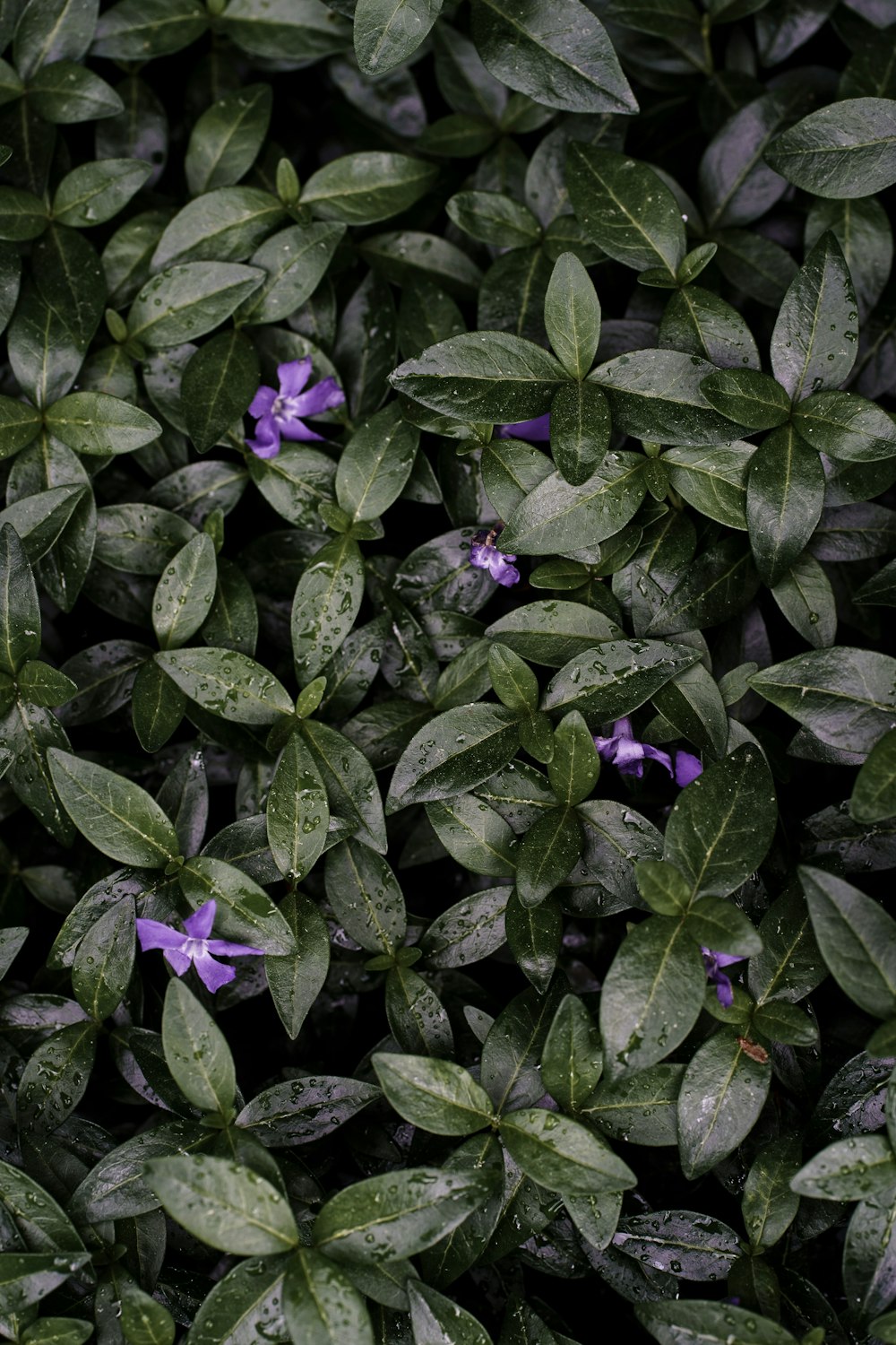 緑の葉と紫色の花