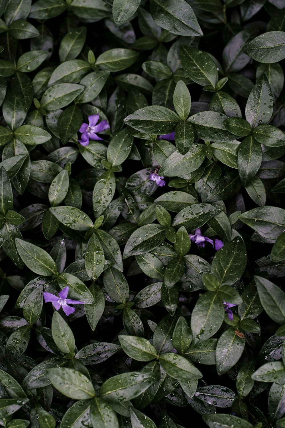 purple flower with green leaves