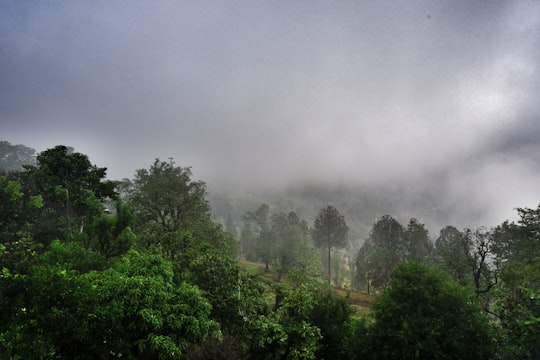 green trees under white sky during daytime in Uttarakhand India