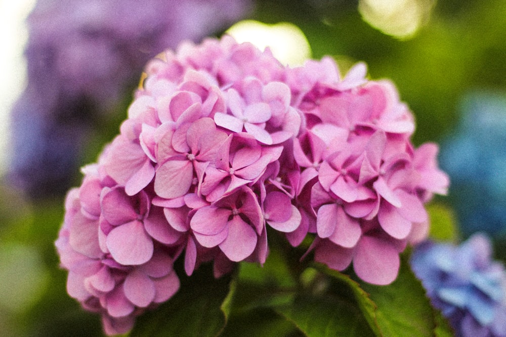 a close up of a pink and blue flower