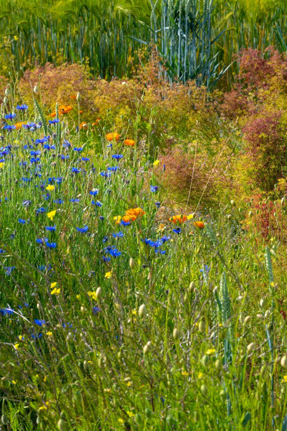blue and yellow flower field during daytime