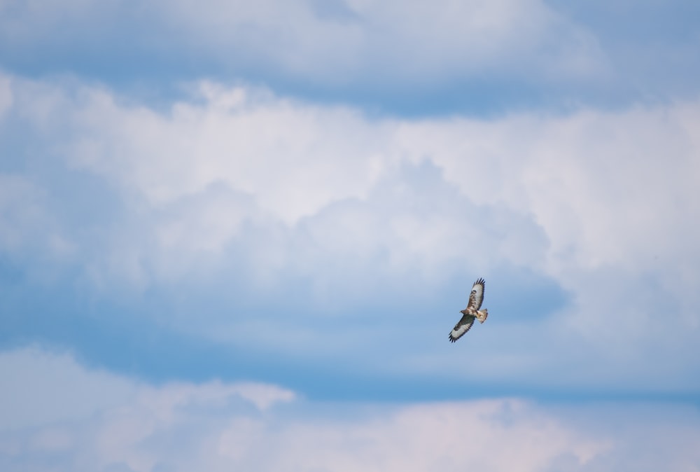 pájaro negro volando bajo el cielo azul durante el día