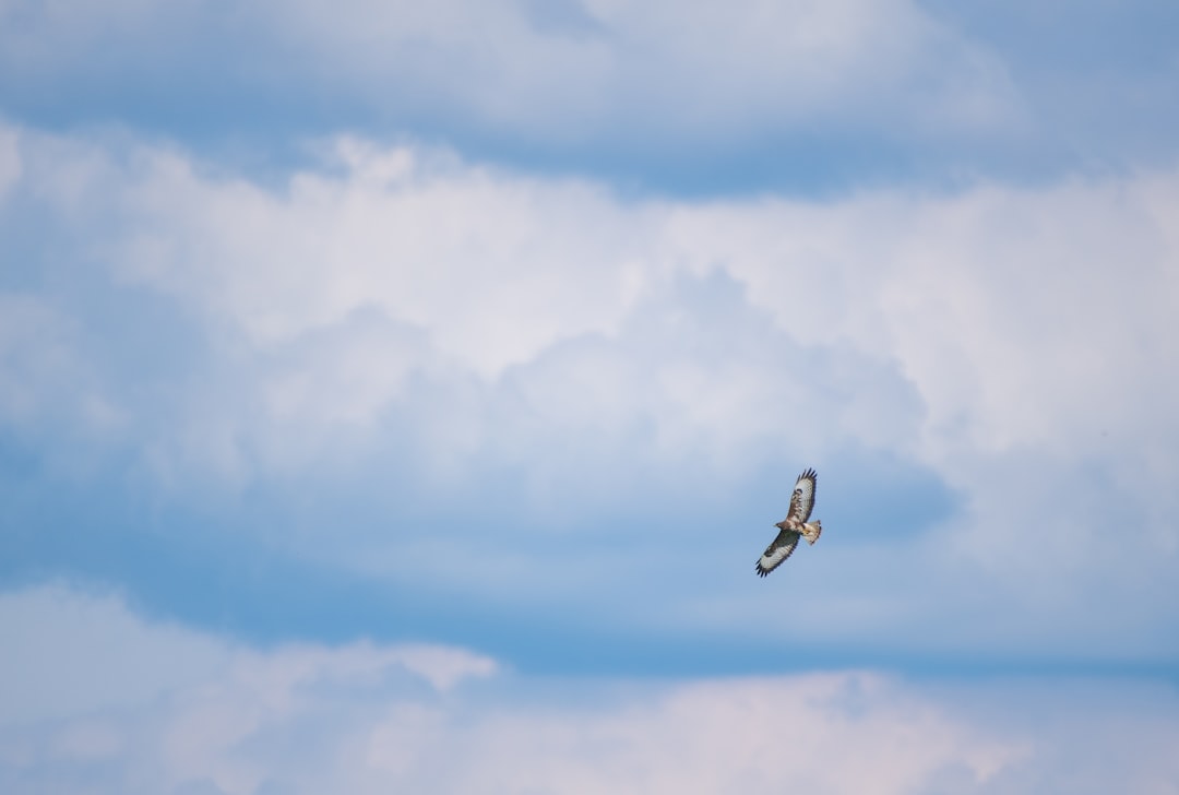 black bird flying under blue sky during daytime