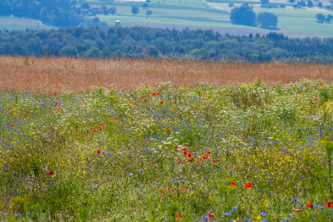 red flower field during daytime