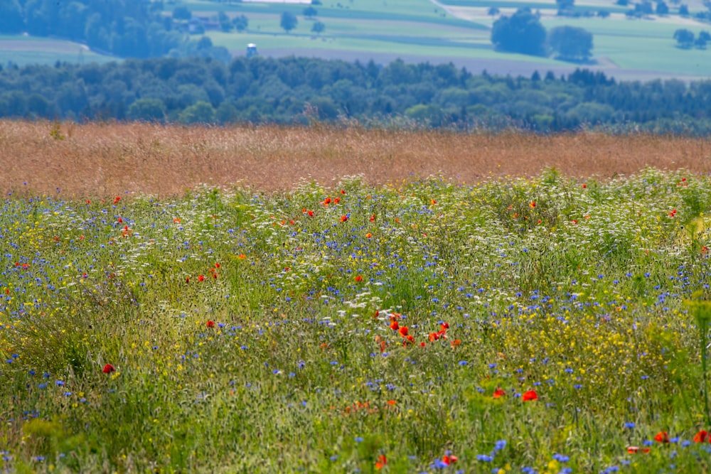 red flower field during daytime