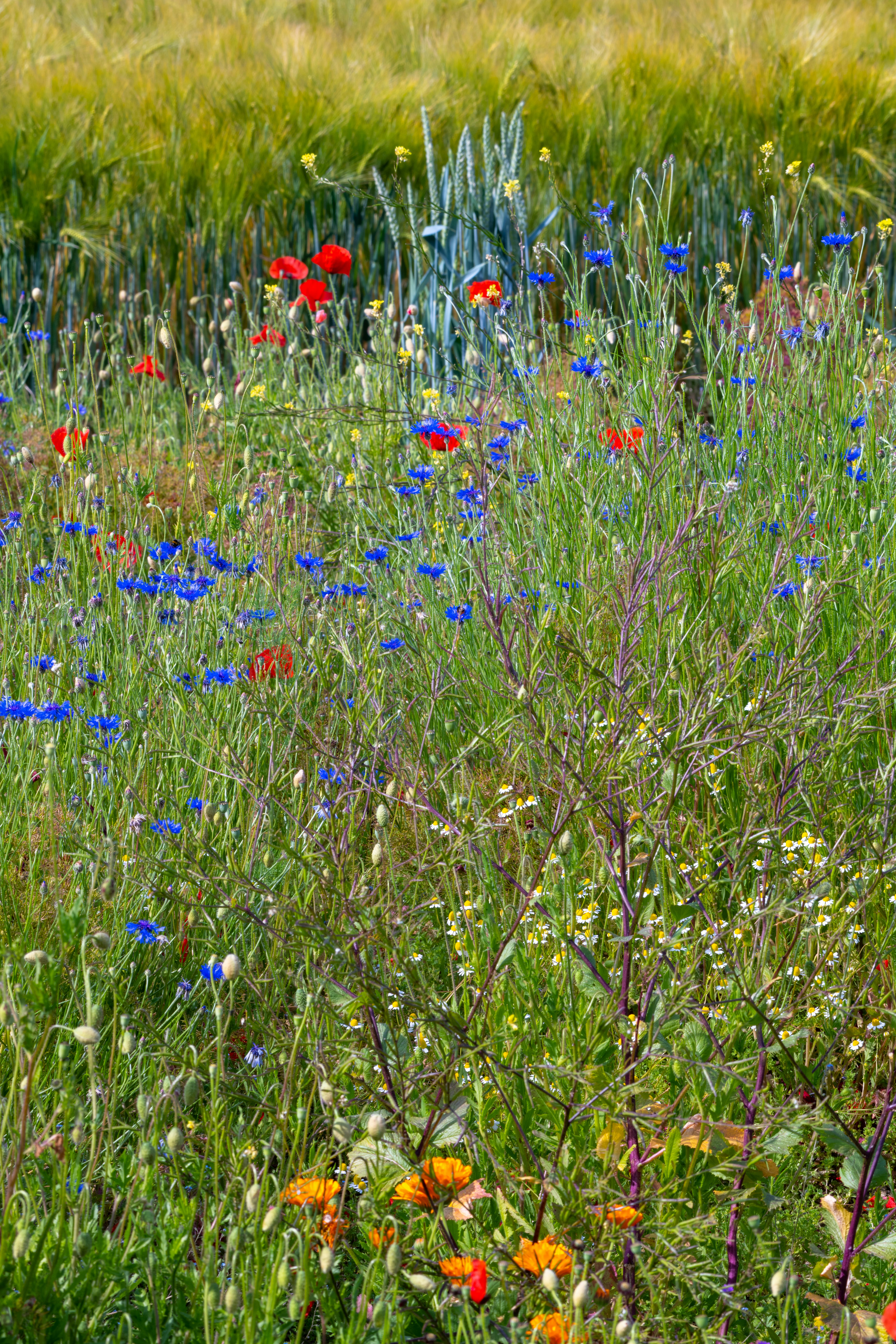 red blue and yellow flowers photo Free Schweiz Image on Unsplash