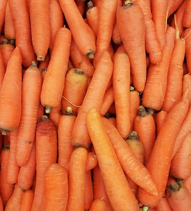 orange carrots on human hand