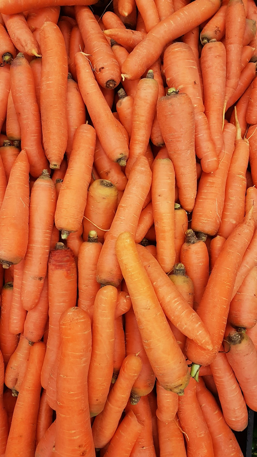 zanahorias naranjas en la mano humana