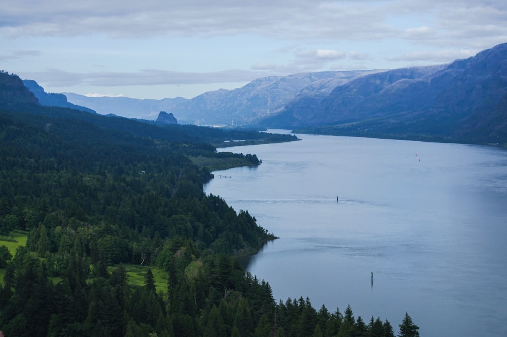 green trees near body of water during daytime