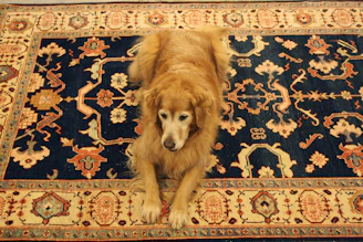 Pet stain and odor removal in progress on a soft gold-toned rug with visible improvement.