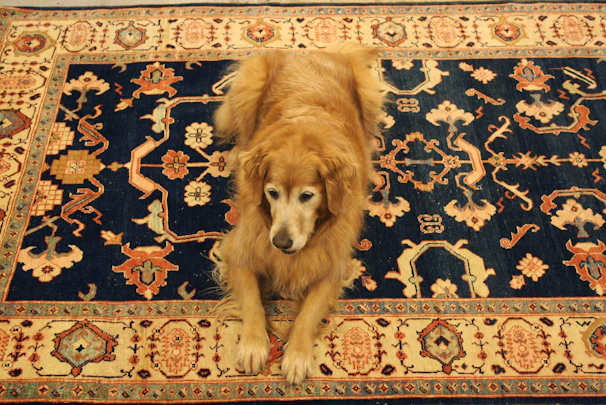 A playful golden retriever lounging on a plush beige rug in a modern living room