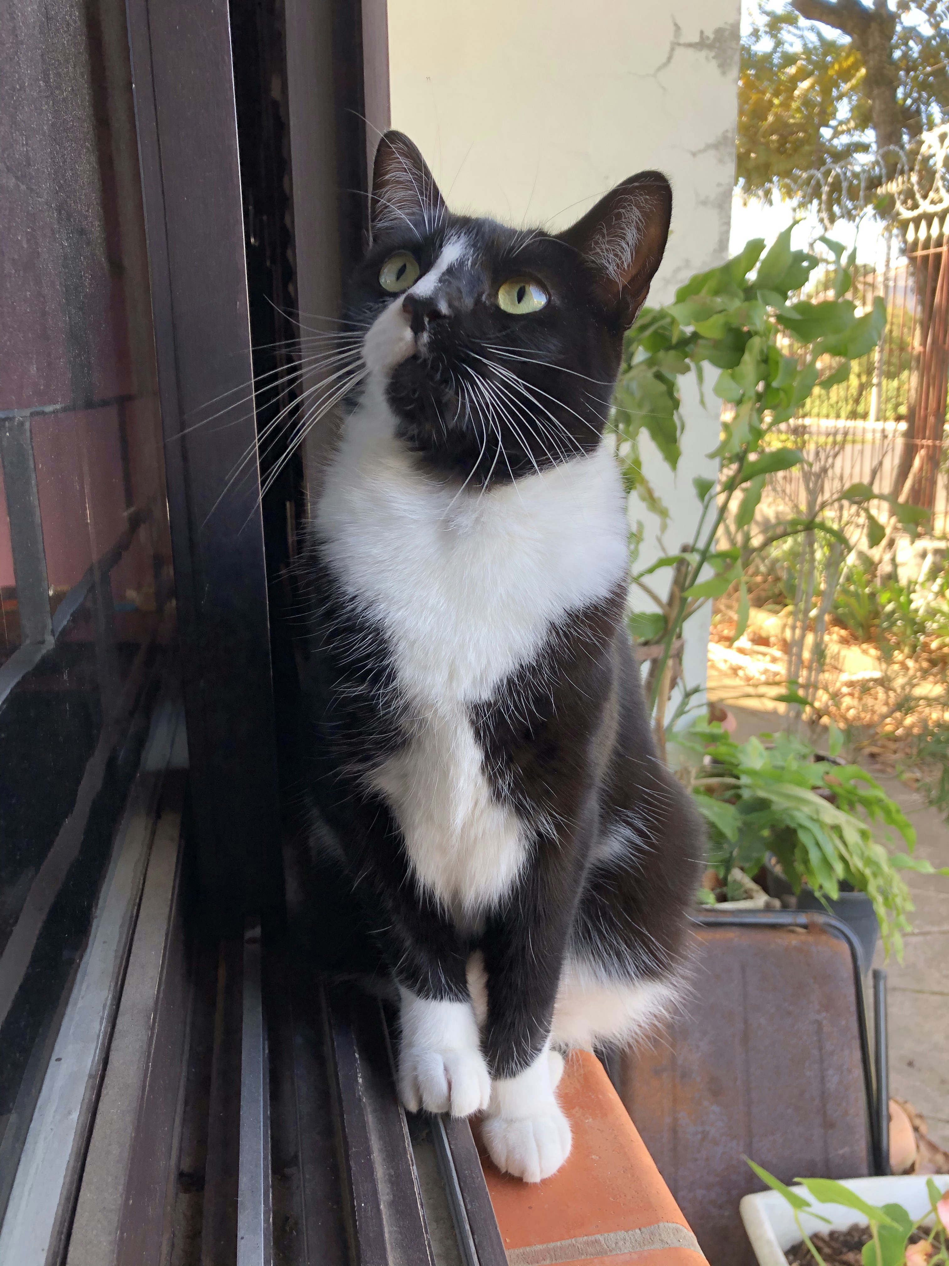A sleek black cat with bright green eyes perched on a windowsill, watching birds outside.