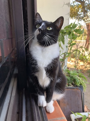 A curious black cat with bright green eyes sitting on a windowsill.