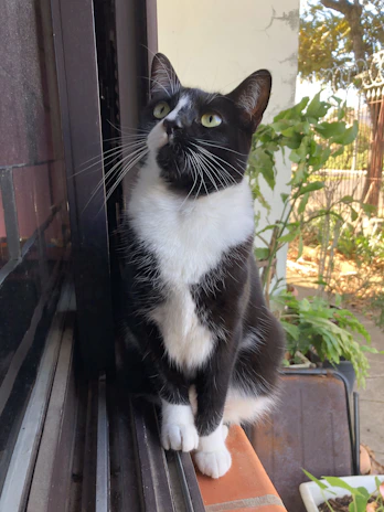 A sleek black cat with bright green eyes perched on a windowsill, watching birds outside.