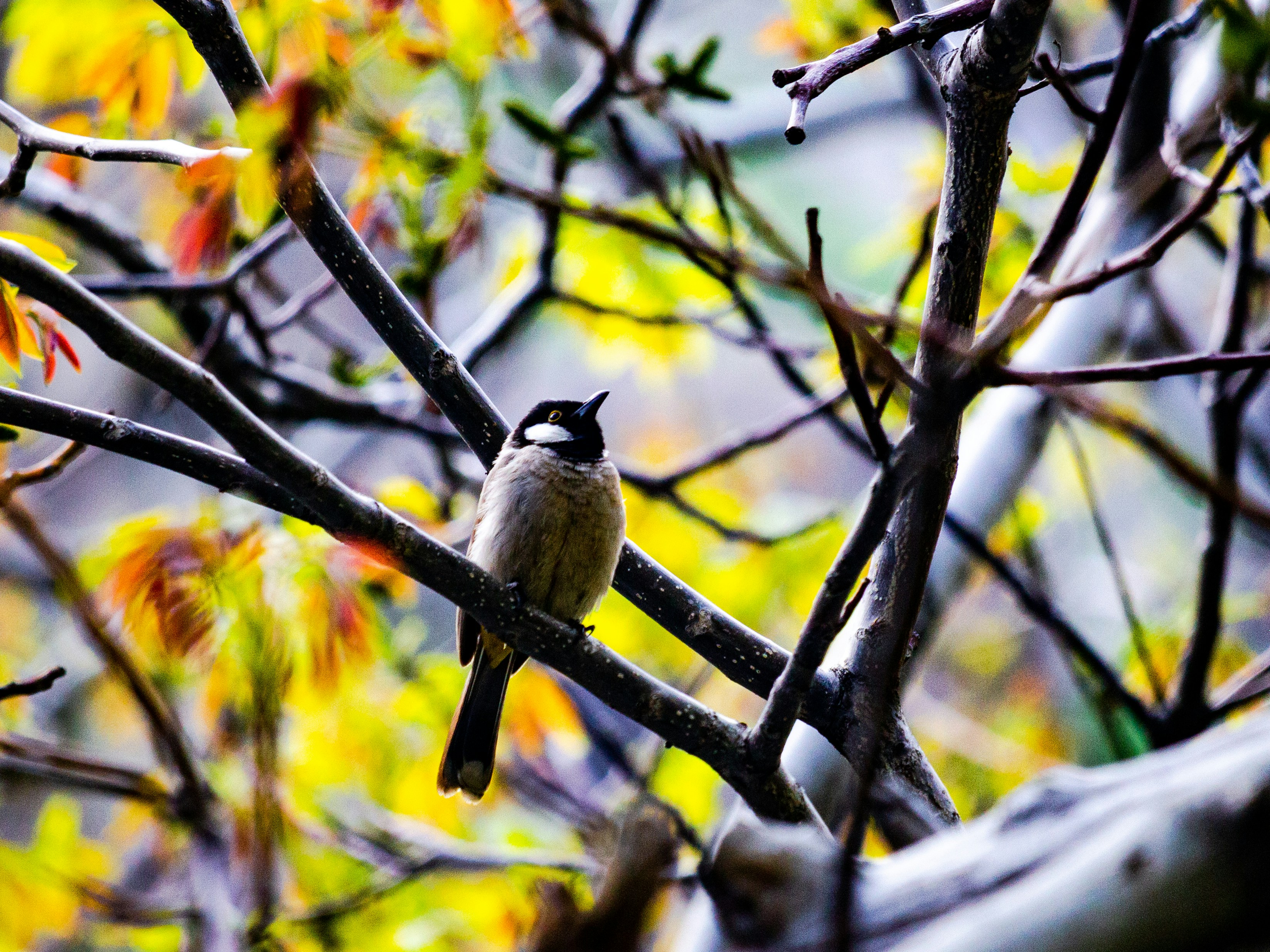 un petit oiseau assis sur la branche d’un arbre