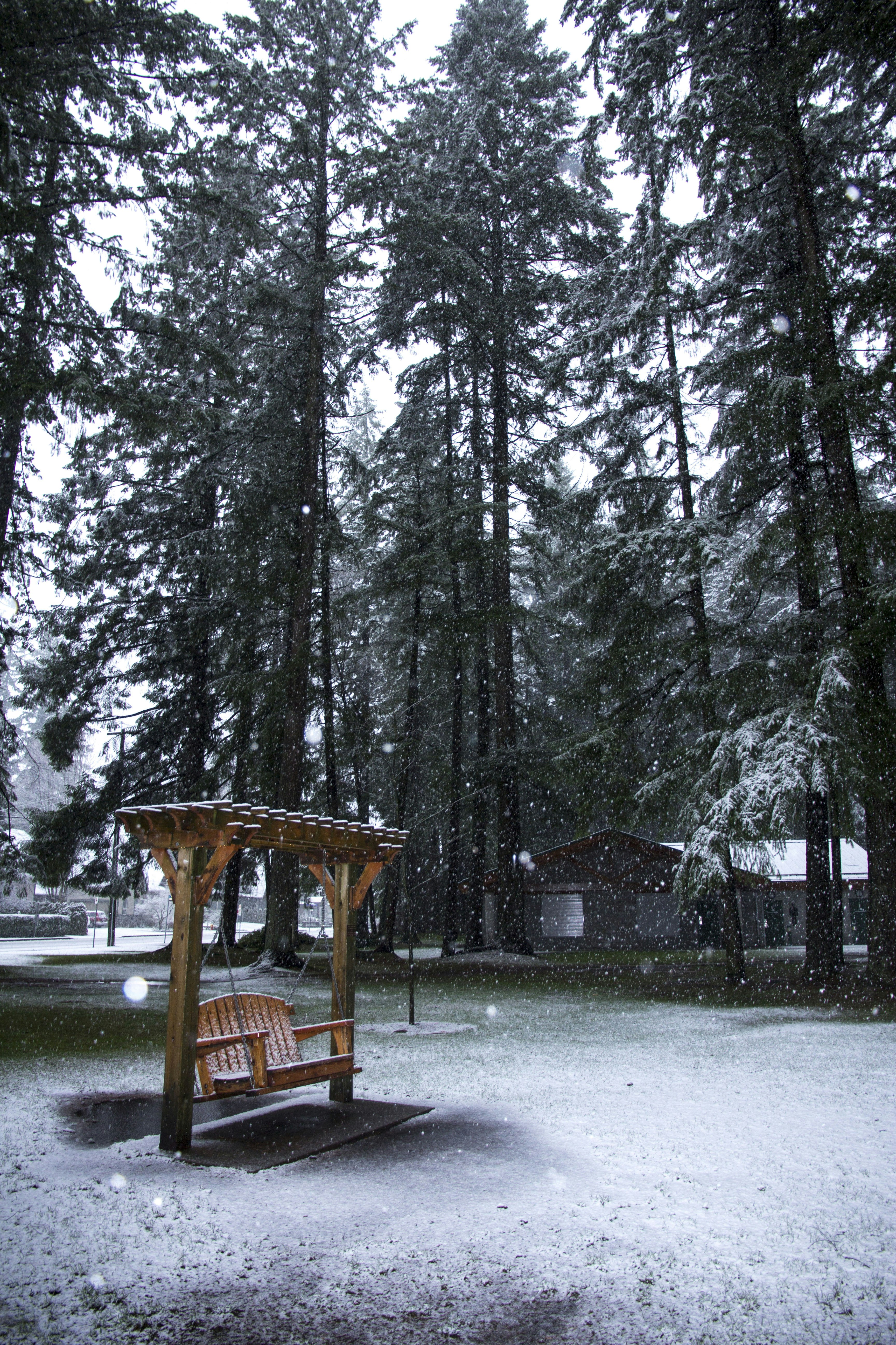 brown wooden shed in the middle of the forest during daytime