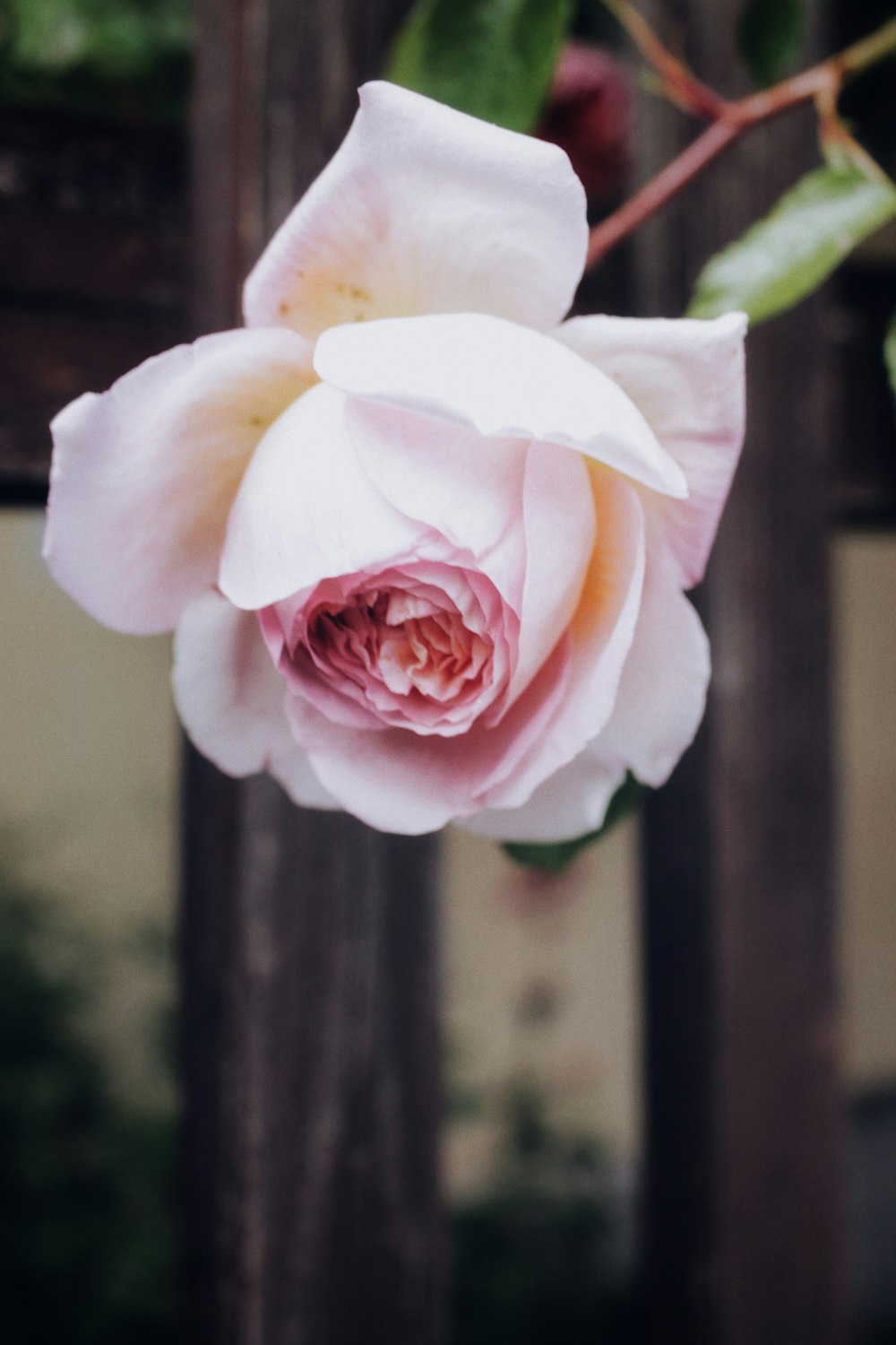 pink and white rose in bloom during daytime
