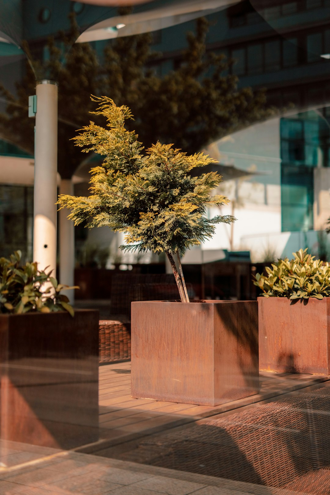 yellow and green tree on brown wooden table