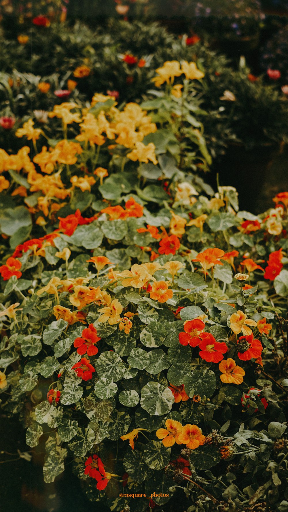 yellow and red flowers in tilt shift lens