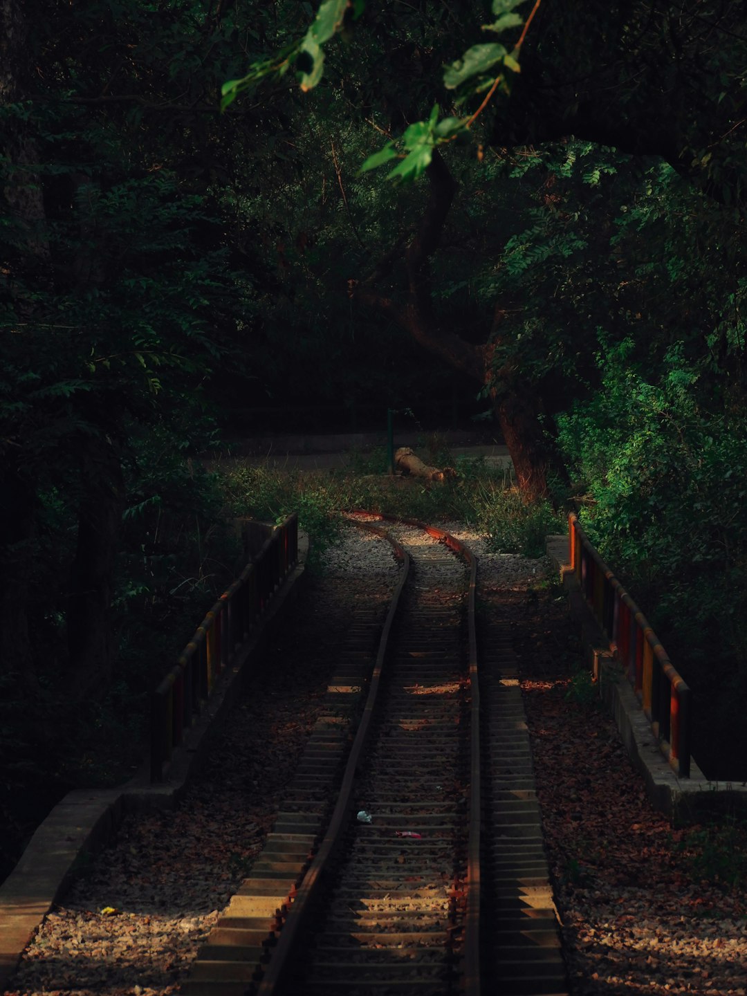 Forest photo spot Kalka Shimla