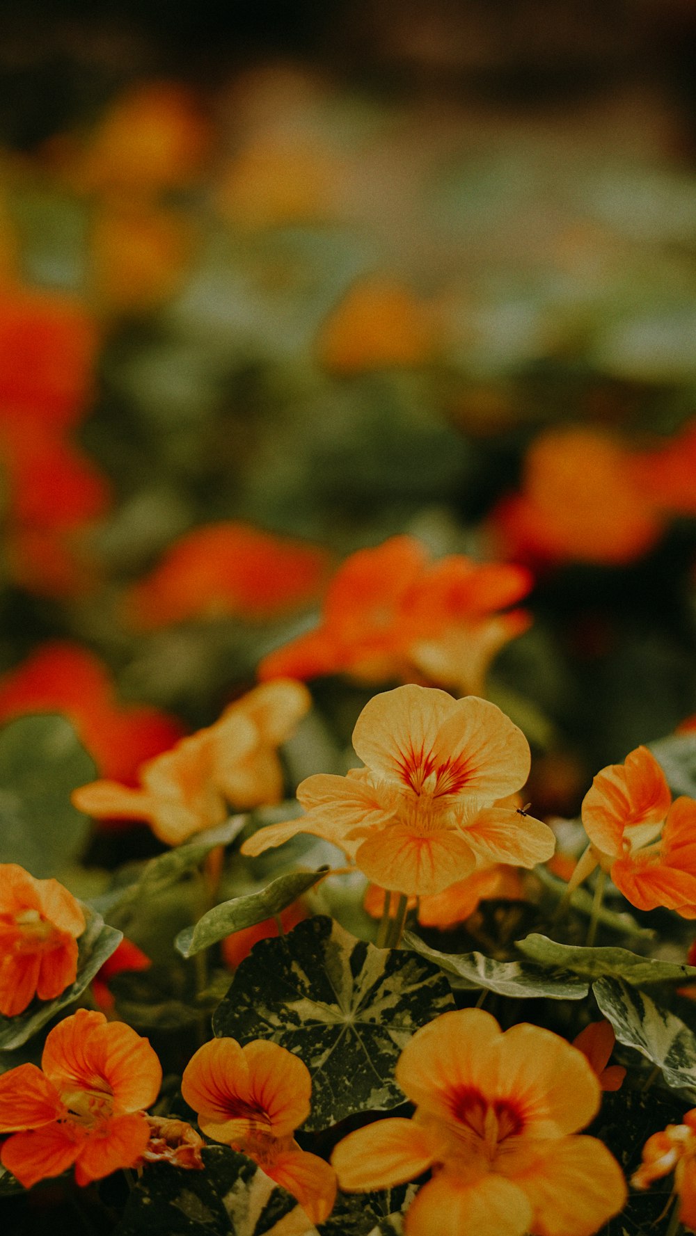Orangefarbene Blumen in Tilt Shift-Linse