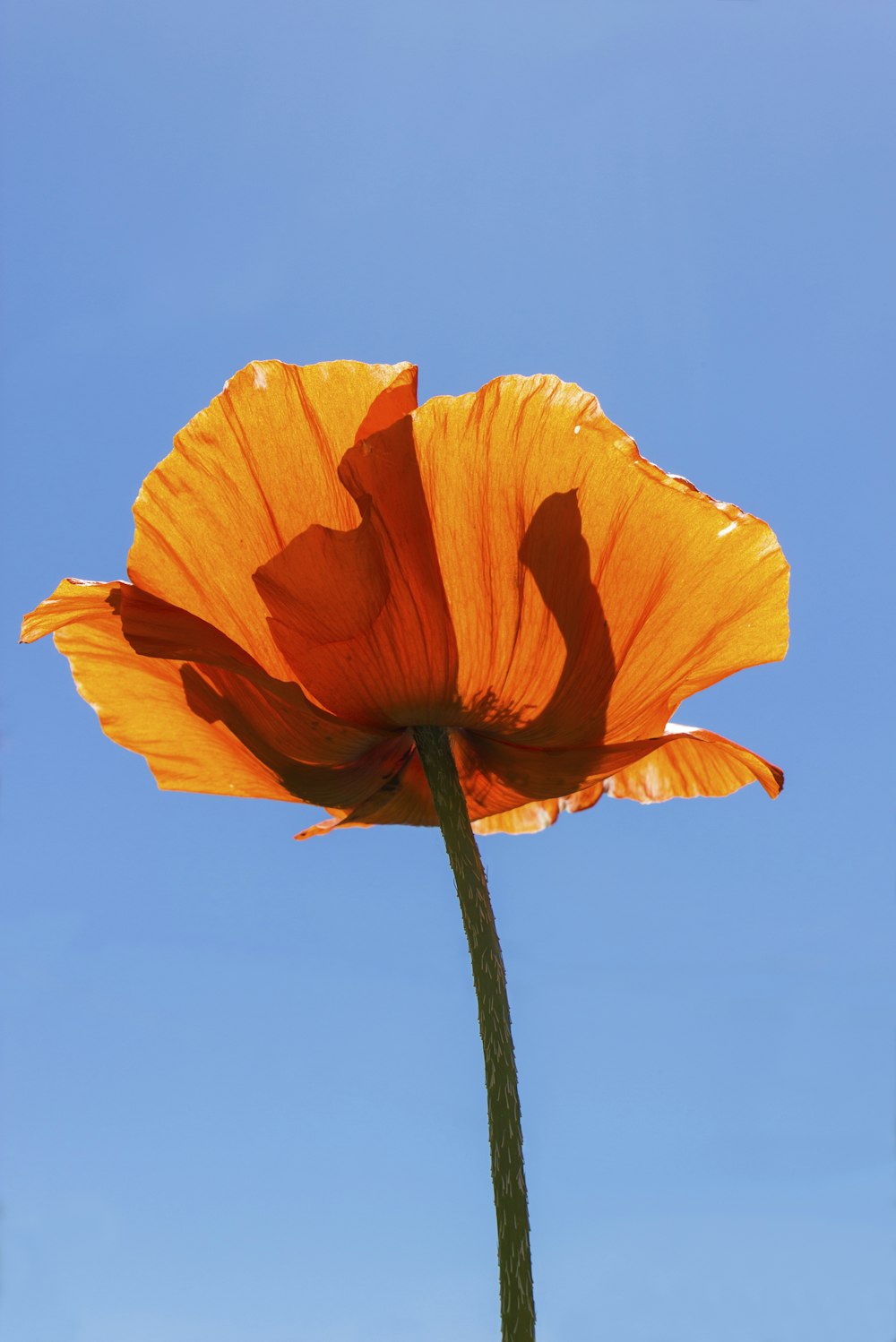 昼間の青空にオレンジ色の花