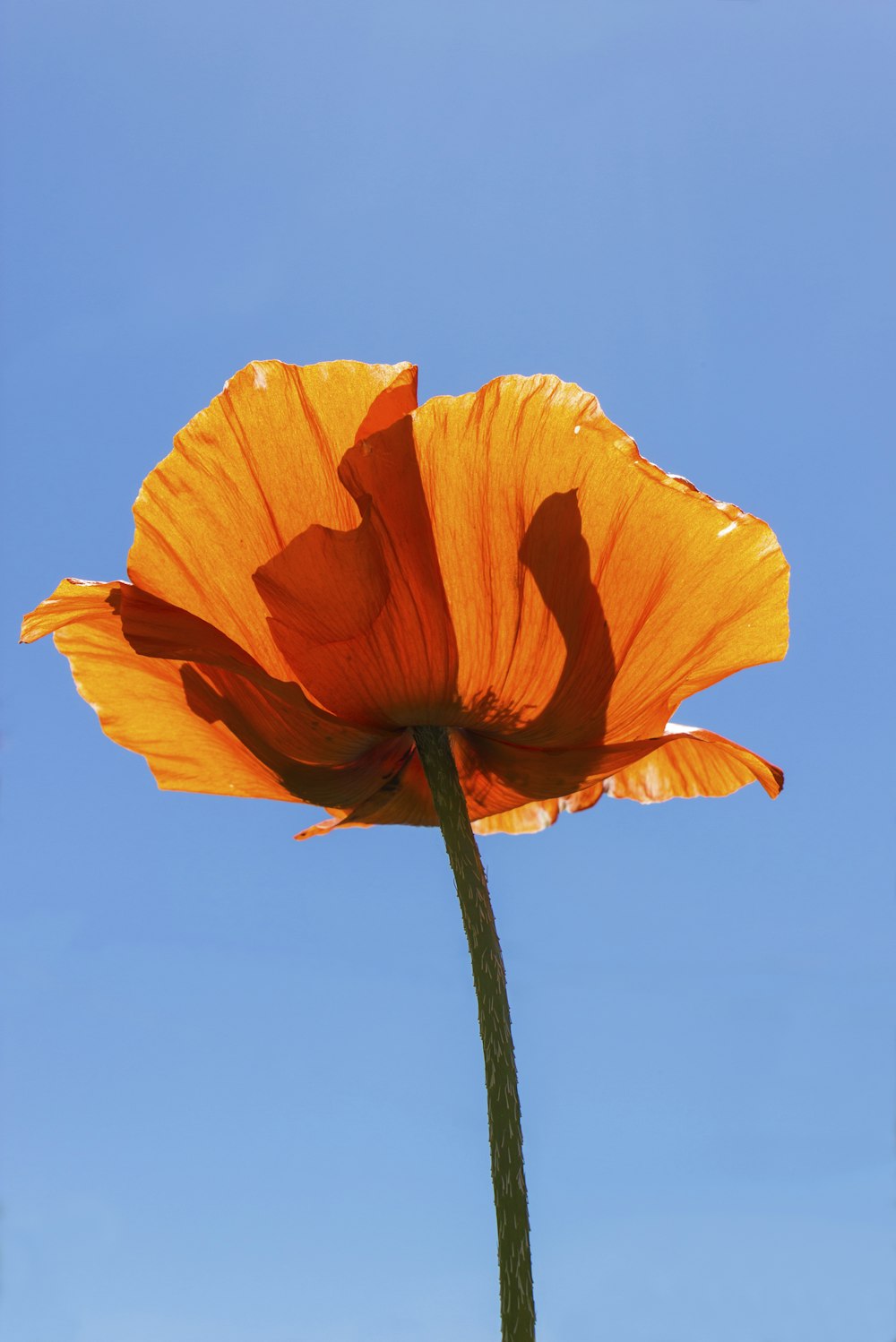 flor alaranjada sob o céu azul durante o dia