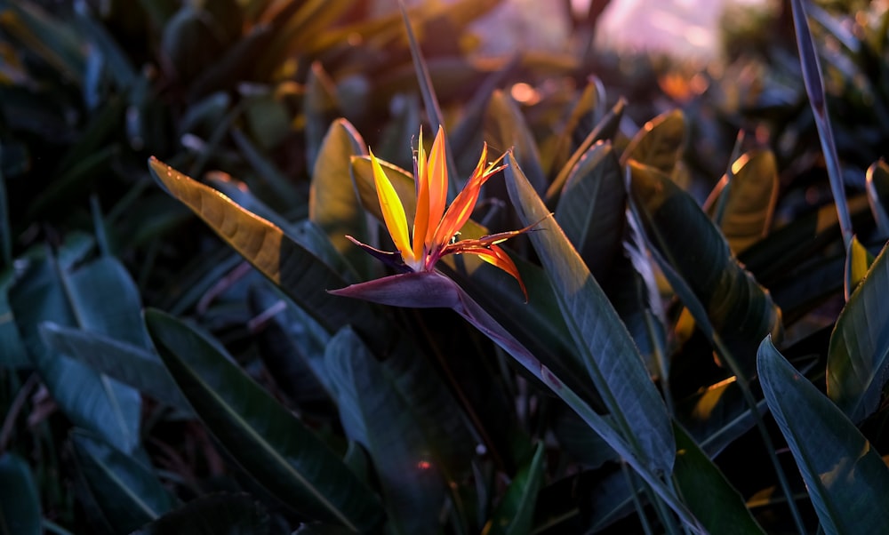 yellow and green plant in tilt shift lens